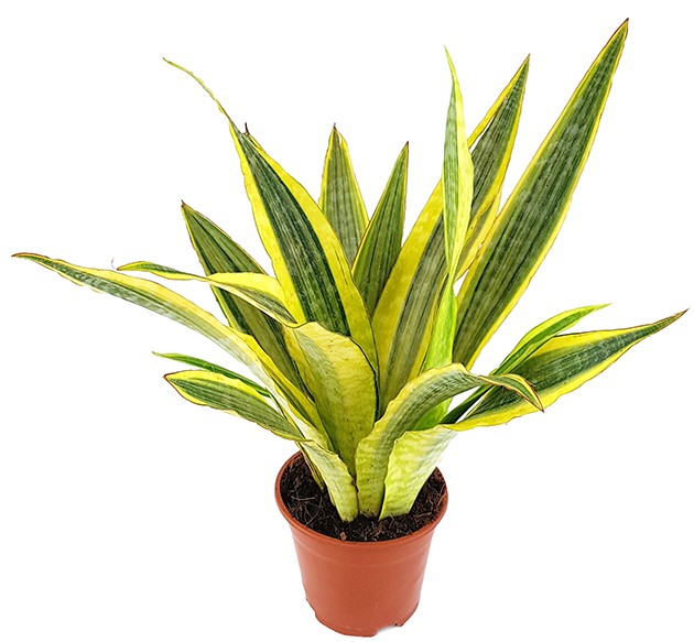 Sansevieria "Lauren" - Bogenhanf