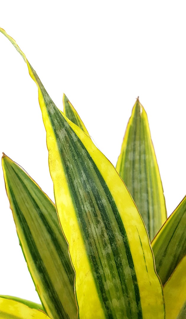 Sansevieria "Lauren" - Bogenhanf