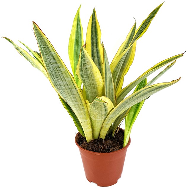 Sansevieria "Lauren" - Bogenhanf