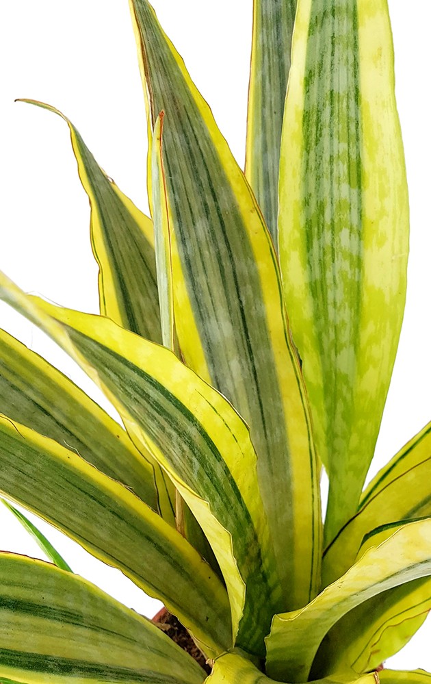 Sansevieria "Lauren" - Bogenhanf