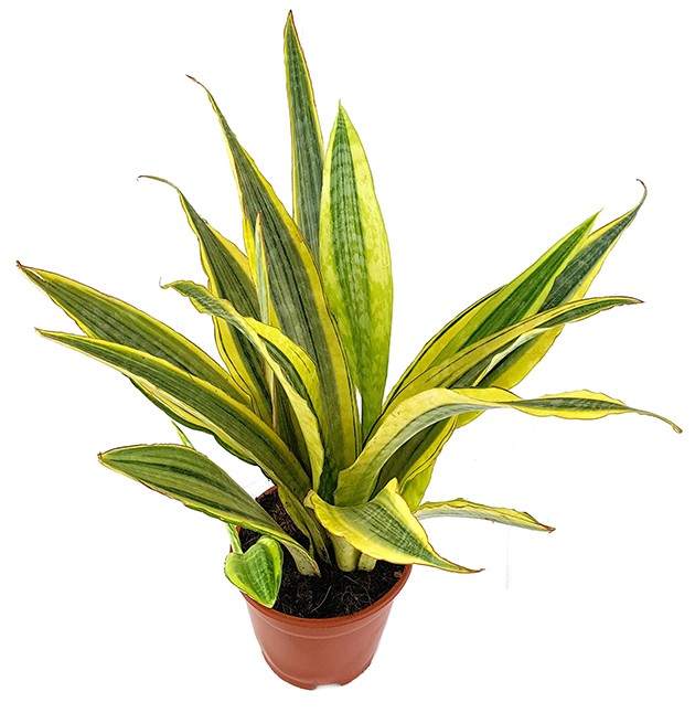 Sansevieria "Lauren" - Bogenhanf