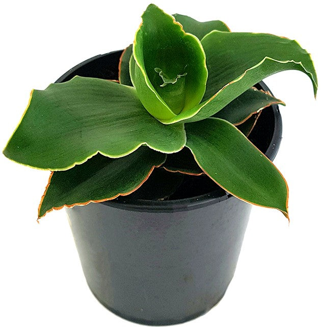 Sansevieria "Star Rose" - zauberhafter Bogenhanf