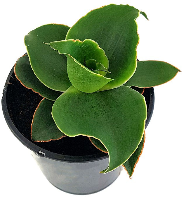 Sansevieria "Star Rose" - zauberhafter Bogenhanf