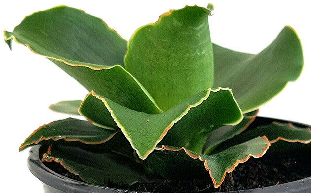 Sansevieria "Star Rose" - zauberhafter Bogenhanf