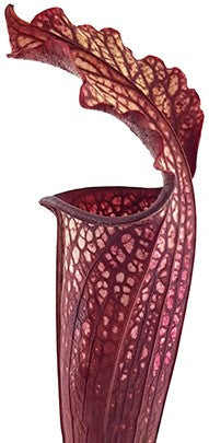 Sarracenia "Bloody Winter" Fangblatt