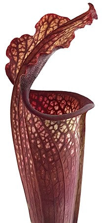 Sarracenia "Bloody Winter" Fangblatt