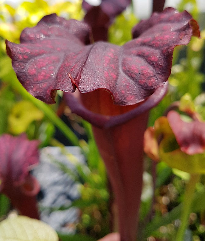 Sarracenia X "Dedication"
