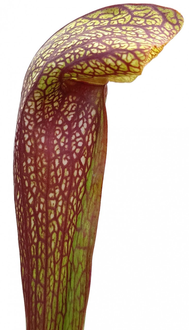 Sarracenia cv. "Dixie Lace"