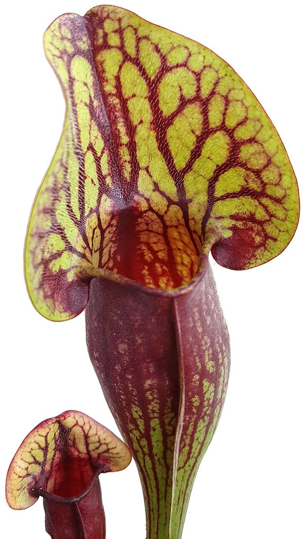 Sarracenia X "Dracula"