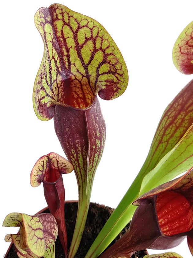 Sarracenia X "Dracula"