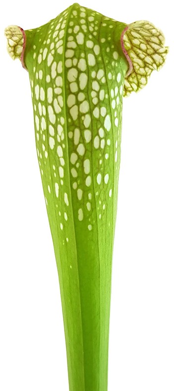 Sarracenia X "Excellens Yellow Flower"