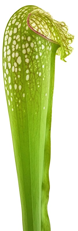 Sarracenia X "Excellens Yellow Flower"