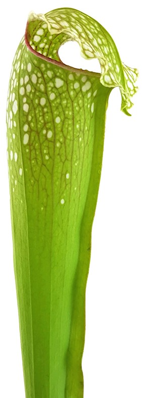 Sarracenia X "Excellens Yellow Flower"
