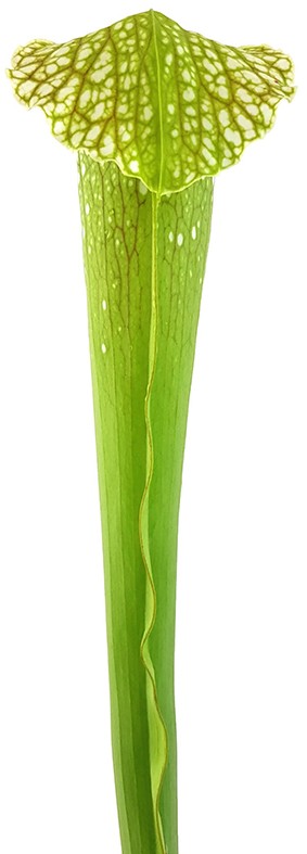 Sarracenia X "Excellens Yellow Flower"
