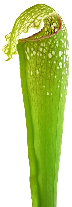 Sarracenia X "Excellens Yellow Flower"
