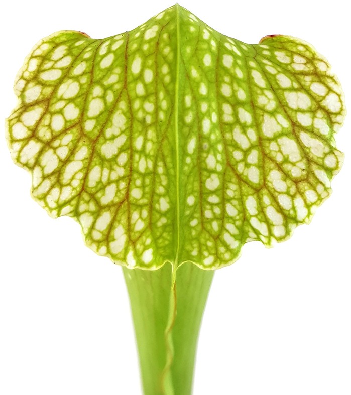 Sarracenia X "Excellens Yellow Flower"