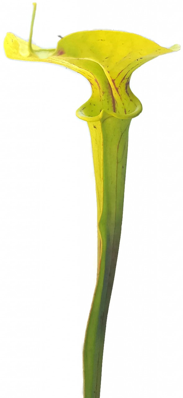 Sarracenia X "Glider"