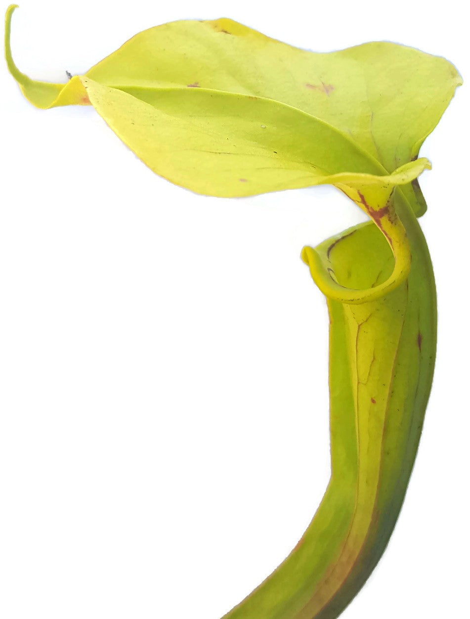 Sarracenia X "Glider"