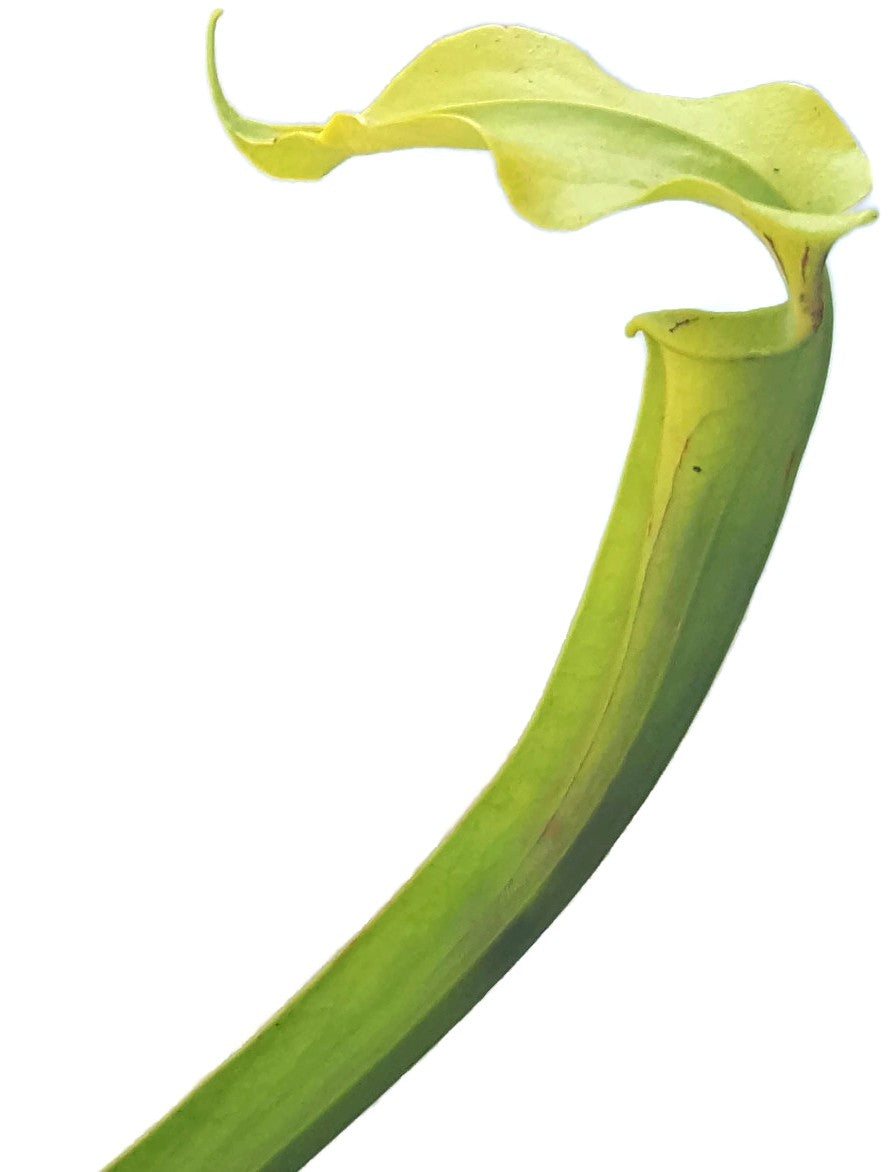 Sarracenia X "Glider"