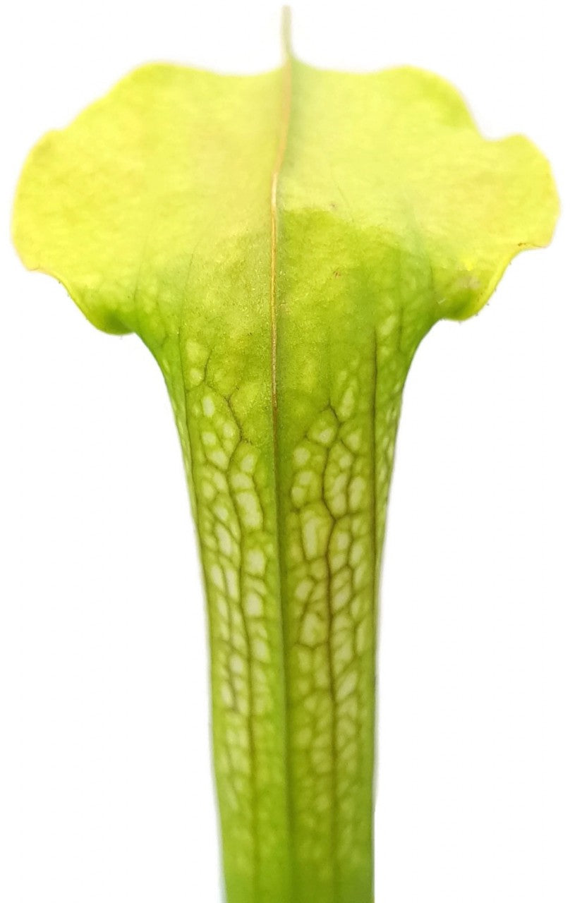 Sarracenia X cv. "Hummer"s Hammerhead"