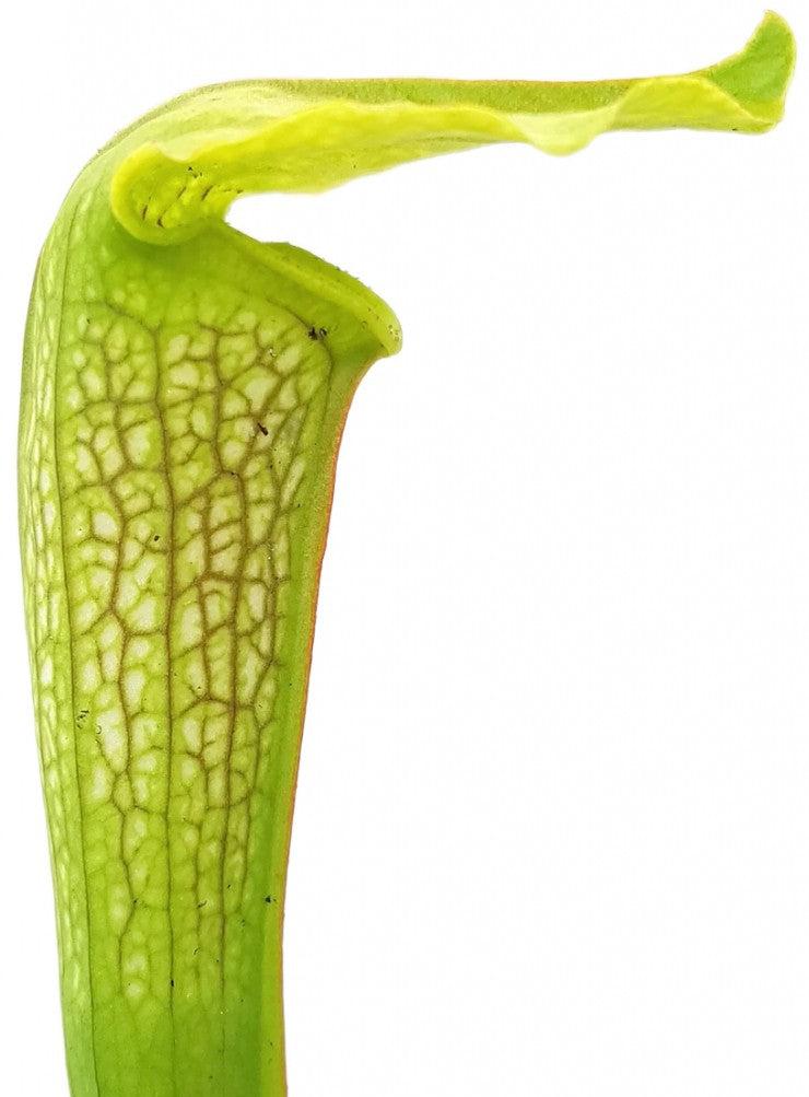 Sarracenia X cv. "Hummer"s Hammerhead"