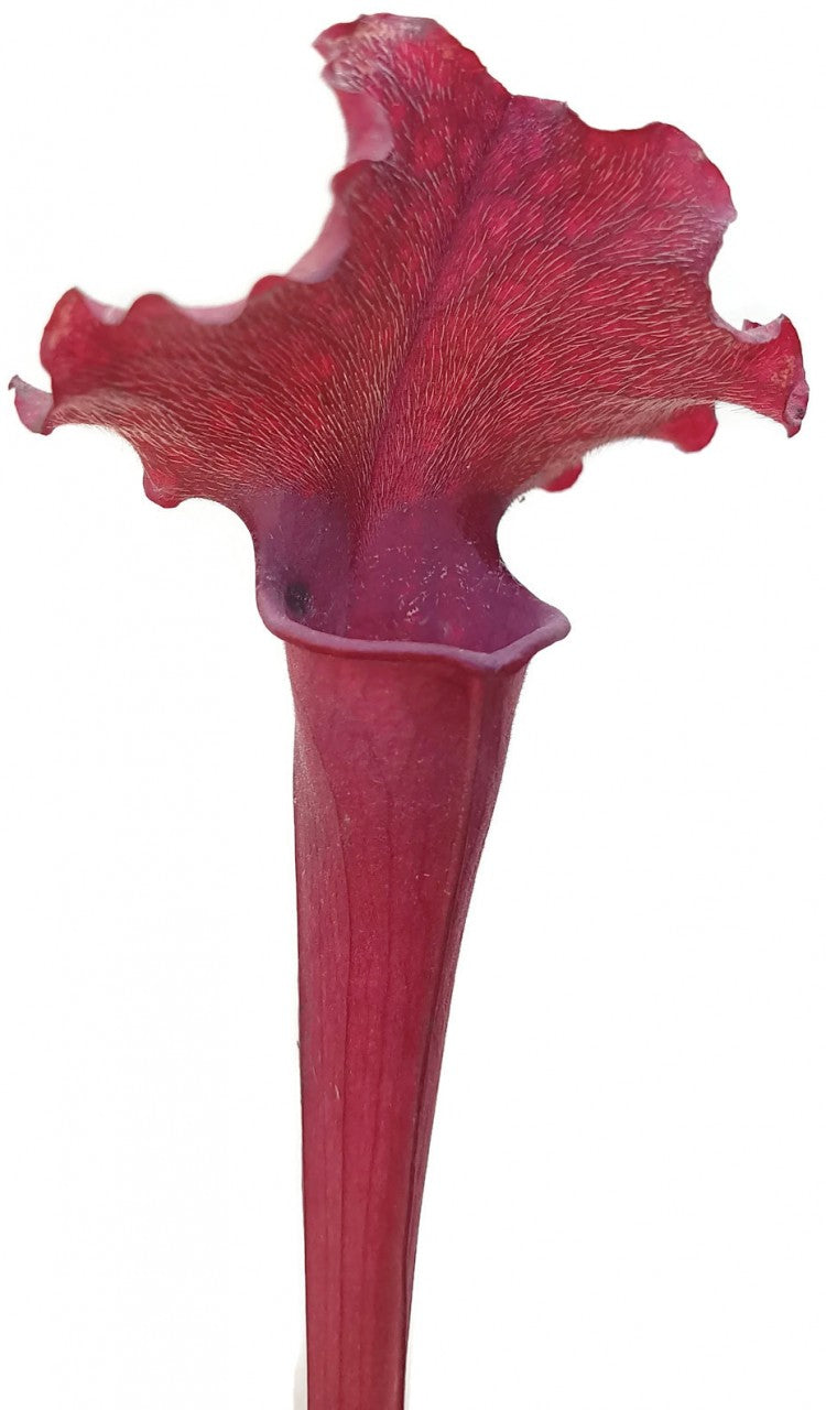 Sarracenia X "Judith Hindle"