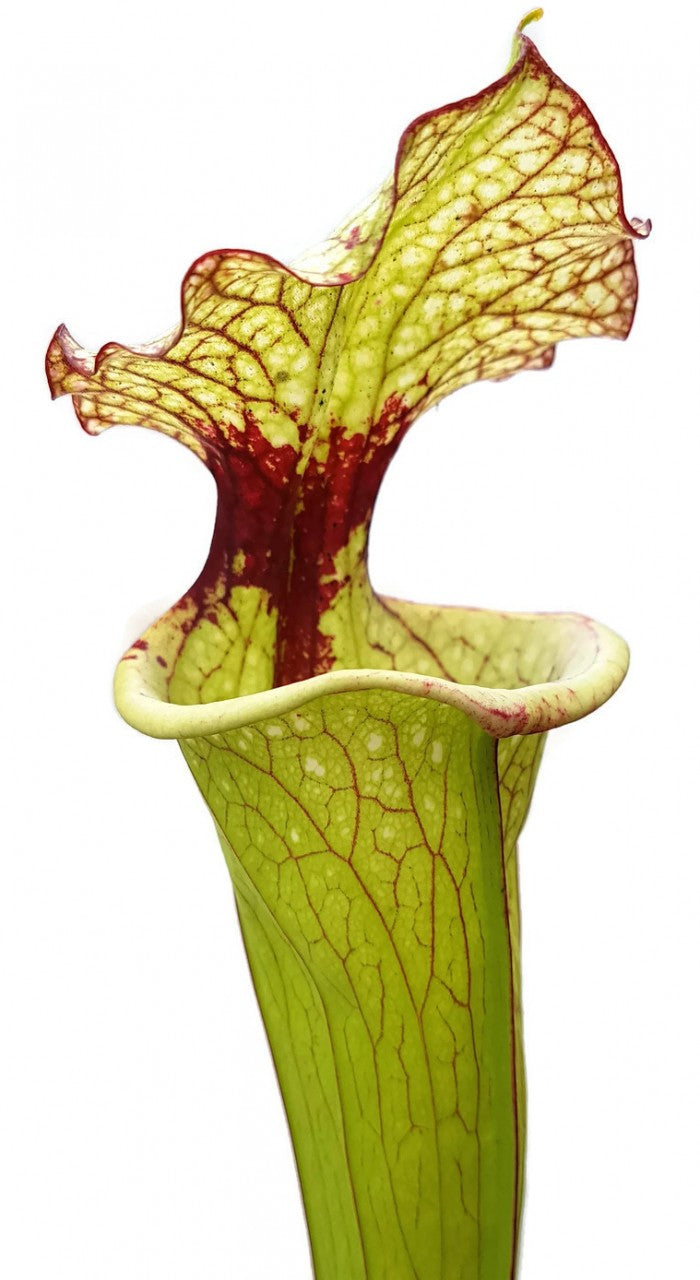 Sarracenia Moorei X "Leah Wilkerson" MKH112 Walton County, Florida