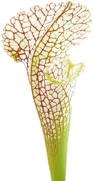 Sarracenia Leucophylla "Gulf Breeze" MK L95