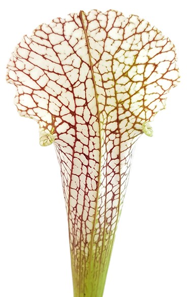 Sarracenia Leucophylla "Gulf Breeze" MK L95