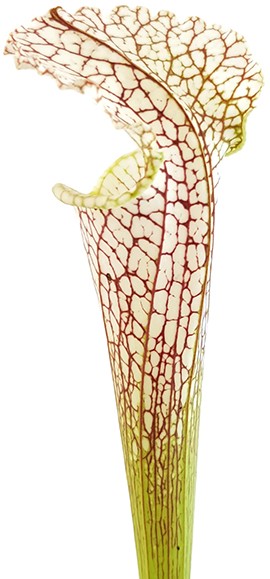 Sarracenia Leucophylla "Gulf Breeze" MK L95