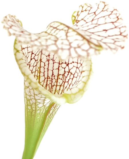 Sarracenia Leucophylla "Gulf Breeze" MK L95