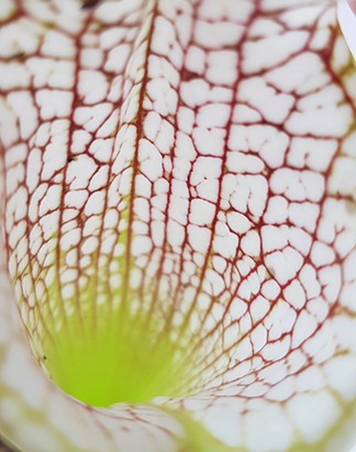 Sarracenia Leucophylla "Gulf Breeze" MK L95