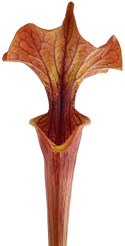 Sarracenia "Lightning Rose"