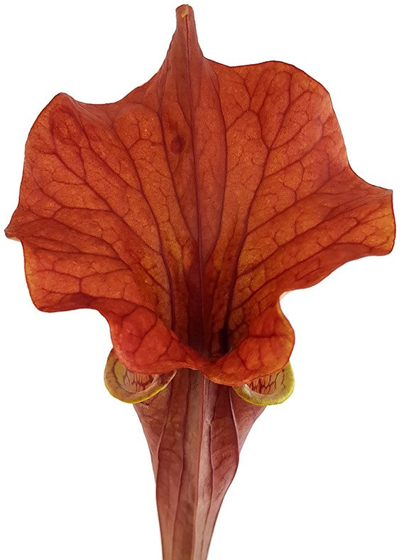 Sarracenia "Lightning Rose"