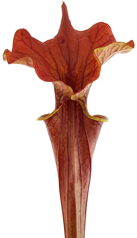 Sarracenia "Lightning Rose"