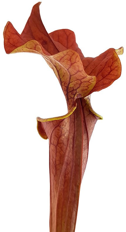 Sarracenia "Lightning Rose"