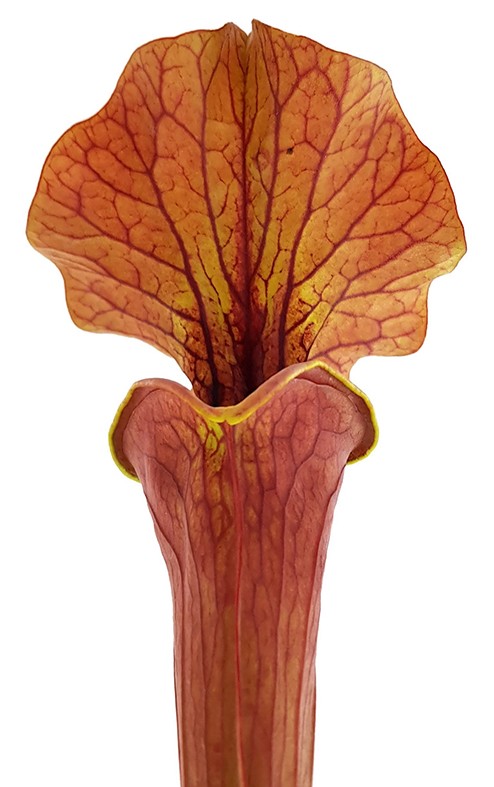 Sarracenia "Lightning Rose"