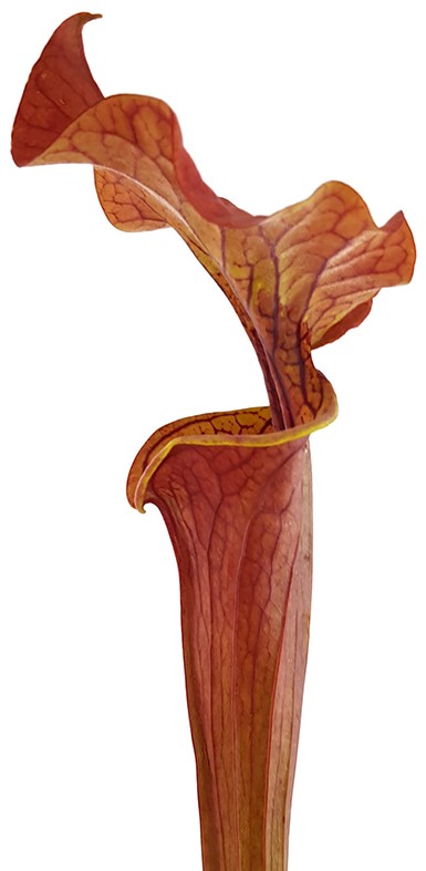 Sarracenia "Lightning Rose"