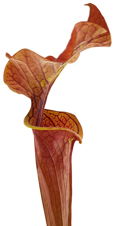 Sarracenia "Lightning Rose"