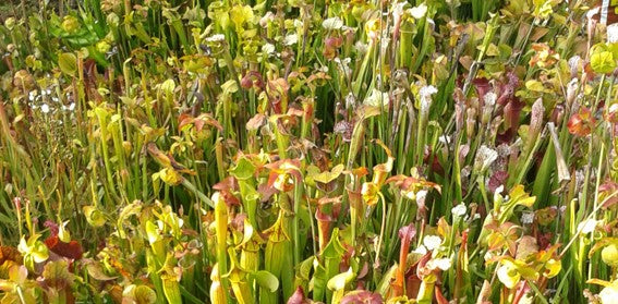Sarracenia-Set "Amuse-Gueule"