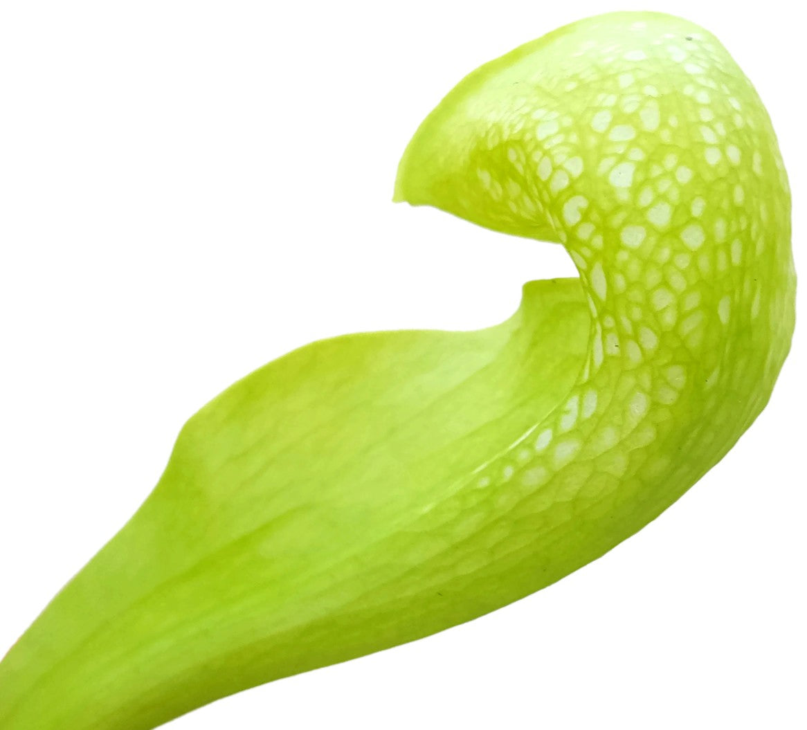 Sarracenia Psittacina "Green Form"
