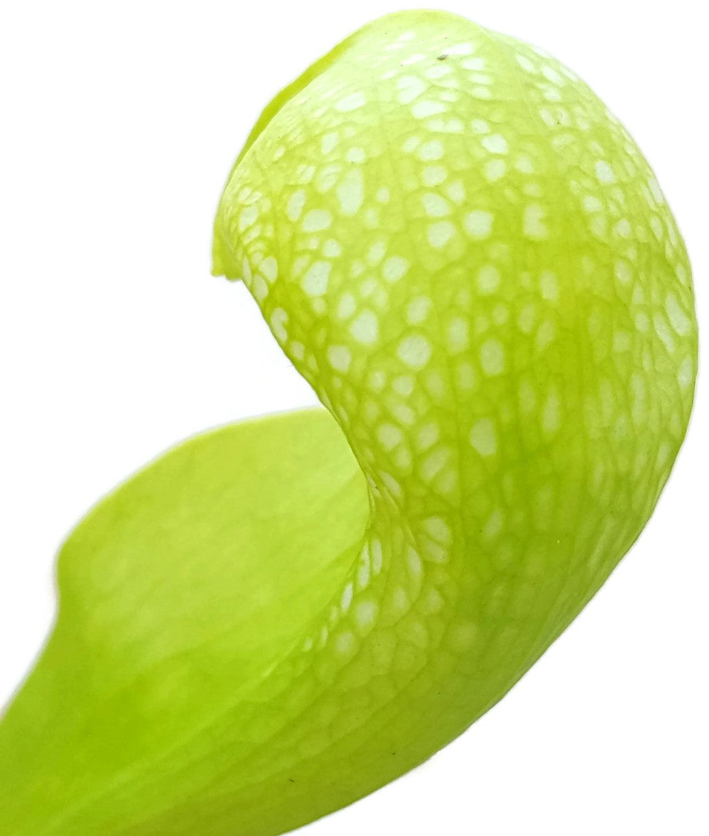 Sarracenia Psittacina "Green Form"