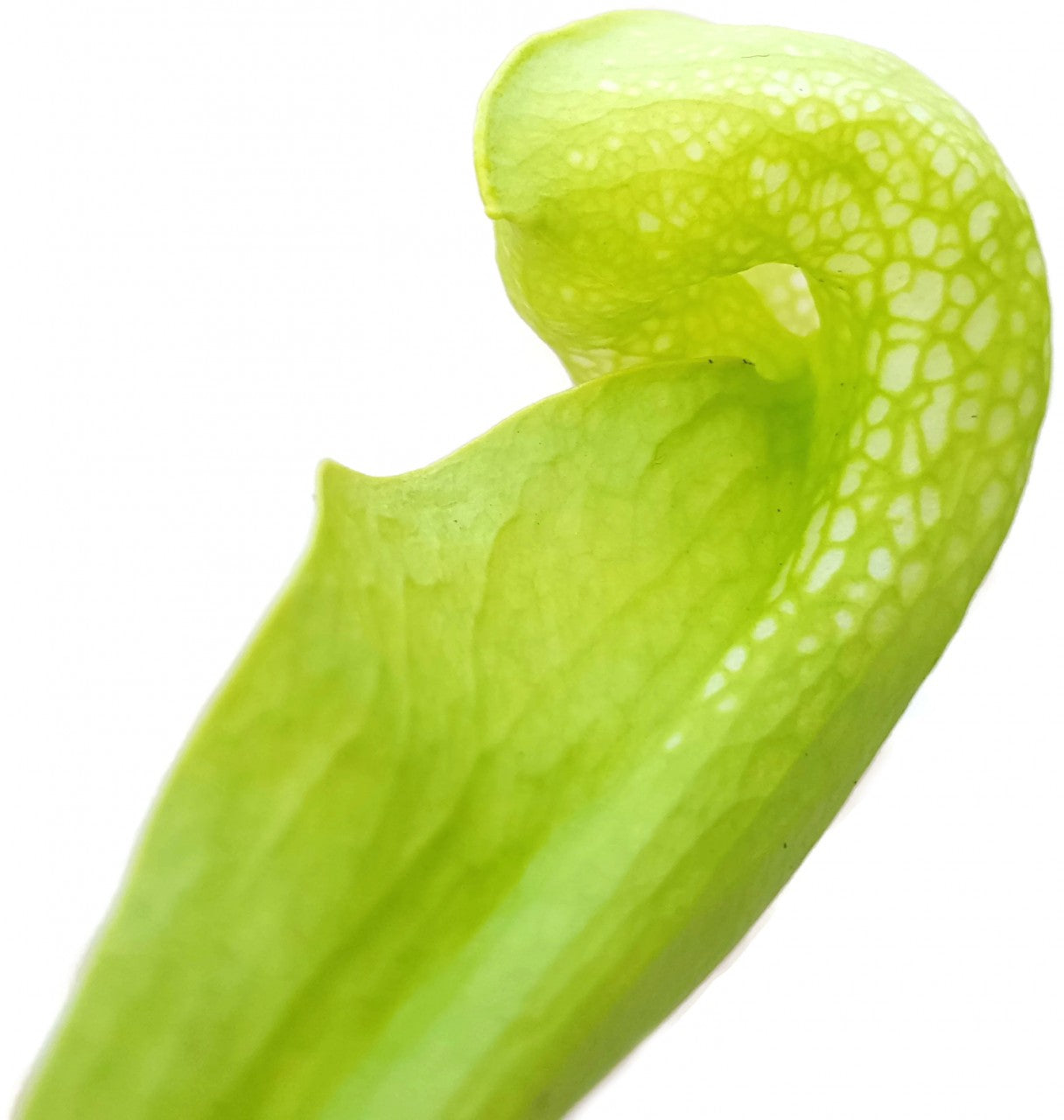 Sarracenia Psittacina "Green Form"