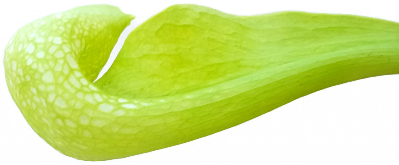 Sarracenia Psittacina "Green Form"