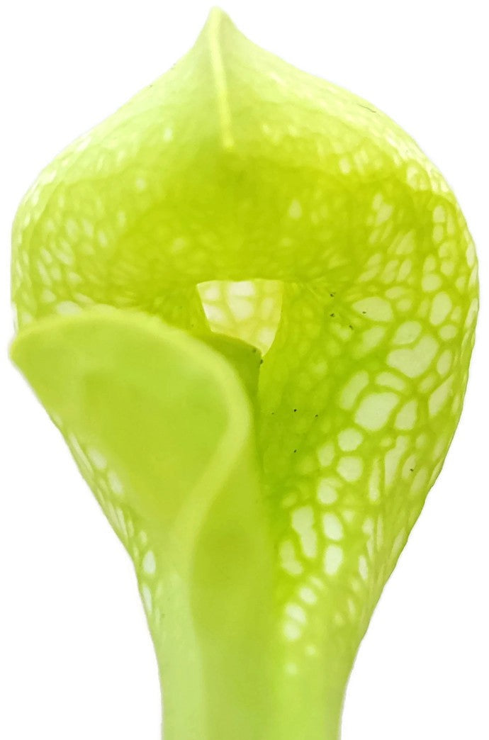 Sarracenia Psittacina "Green Form"