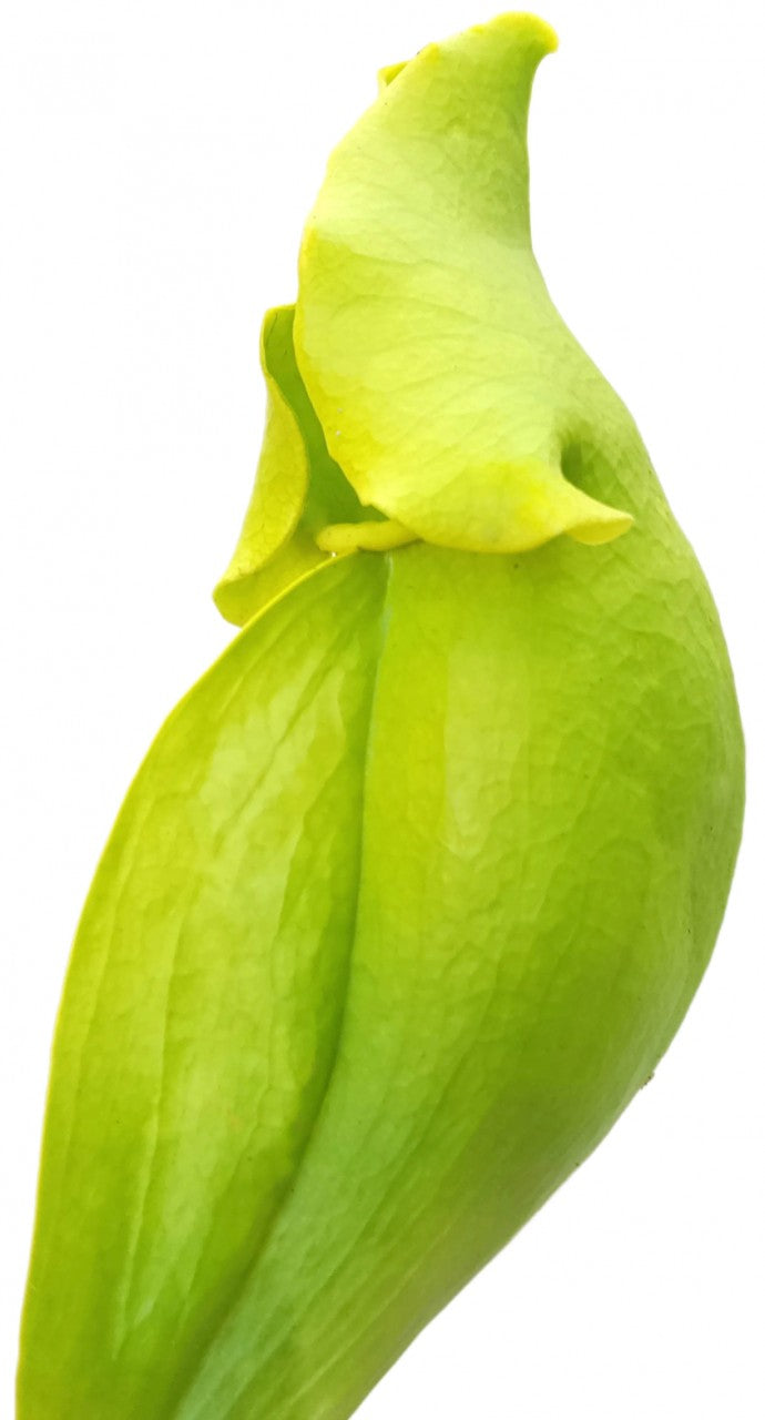 Sarracenia Purpurea ssp. Purpurea "Green Form"