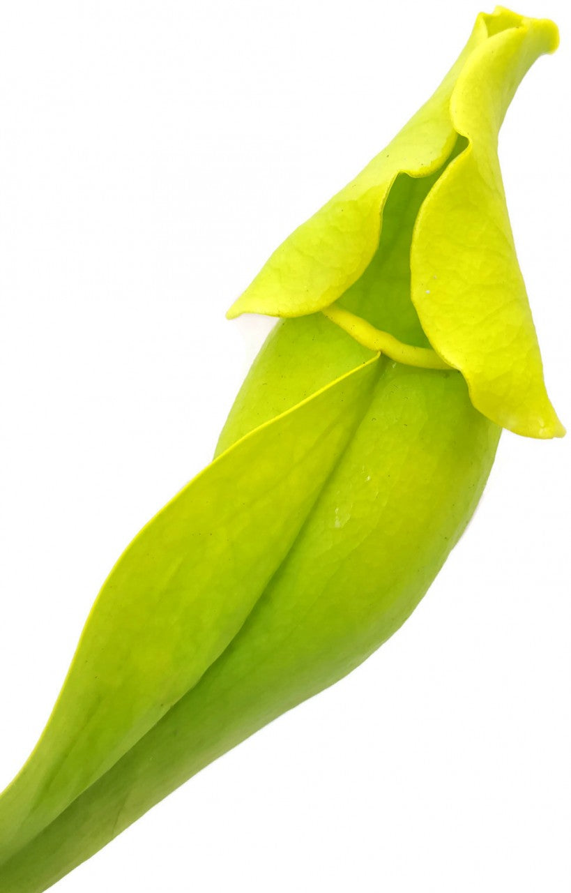 Sarracenia Purpurea ssp. Purpurea "Green Form"
