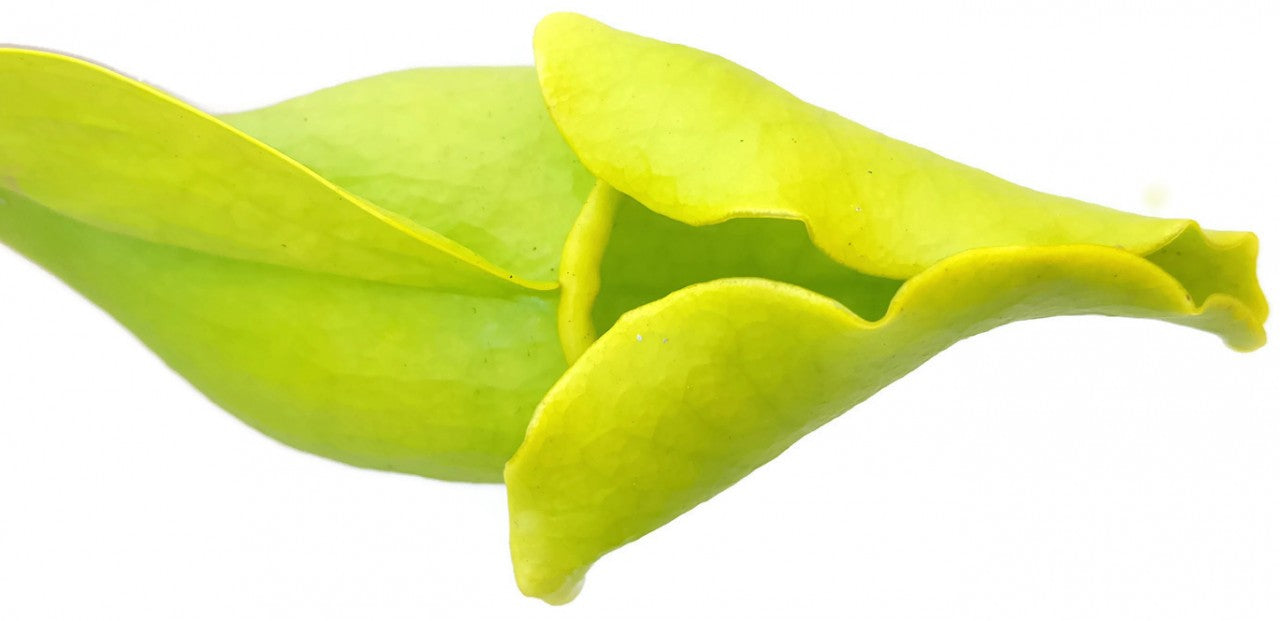 Sarracenia Purpurea ssp. Purpurea "Green Form"