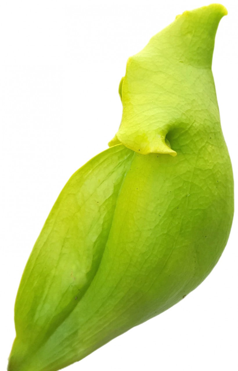 Sarracenia Purpurea ssp. Purpurea "Green Form"