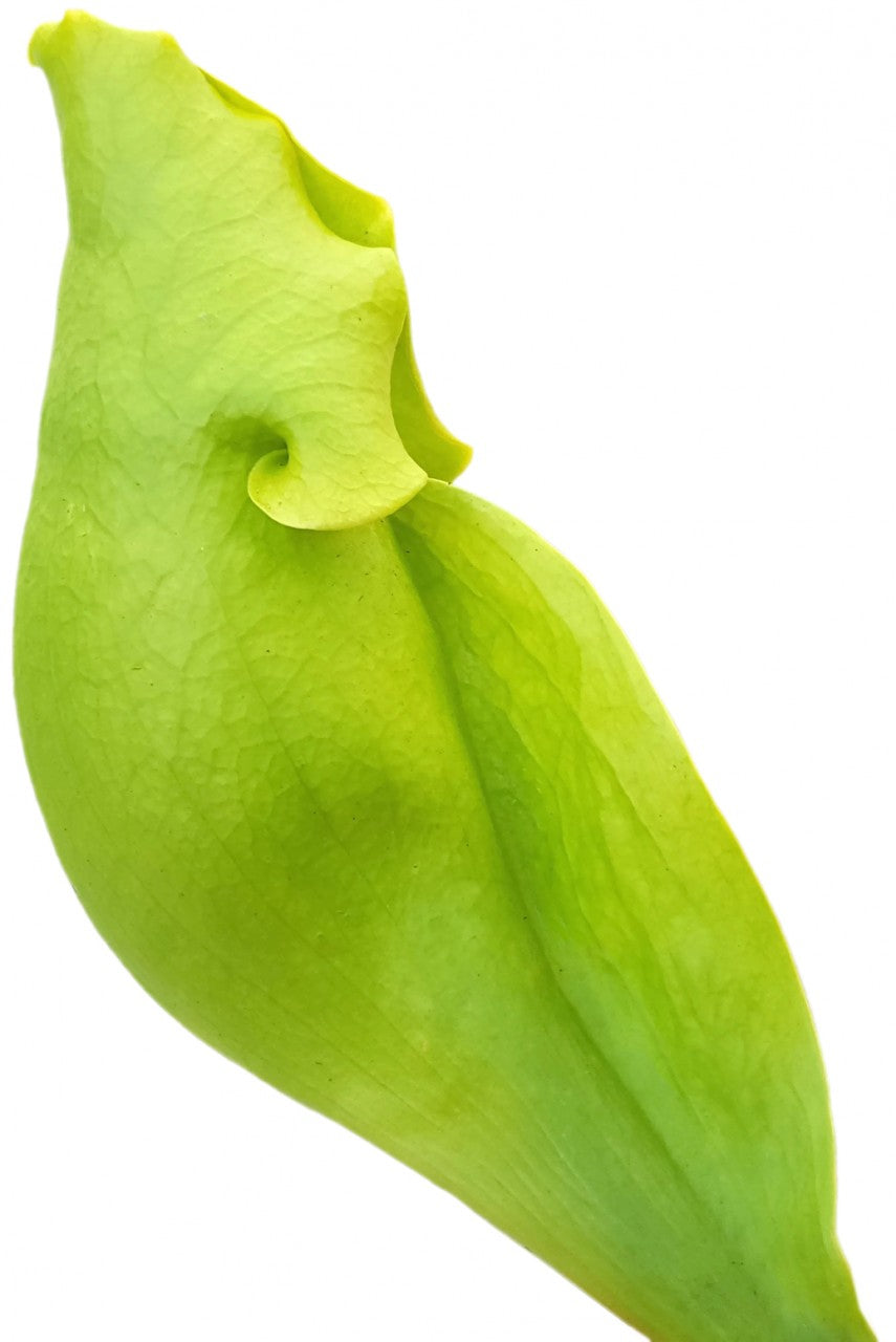 Sarracenia Purpurea ssp. Purpurea "Green Form"